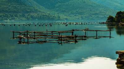 ston oyster farm